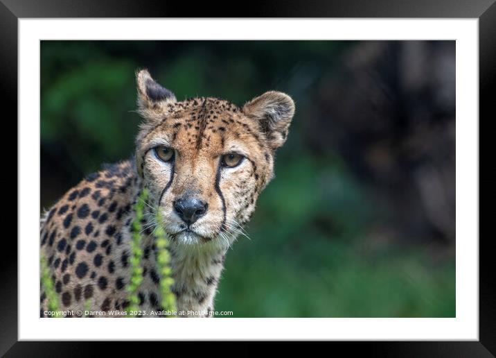 Female Cheetah Watching For Danger Framed Mounted Print by Darren Wilkes