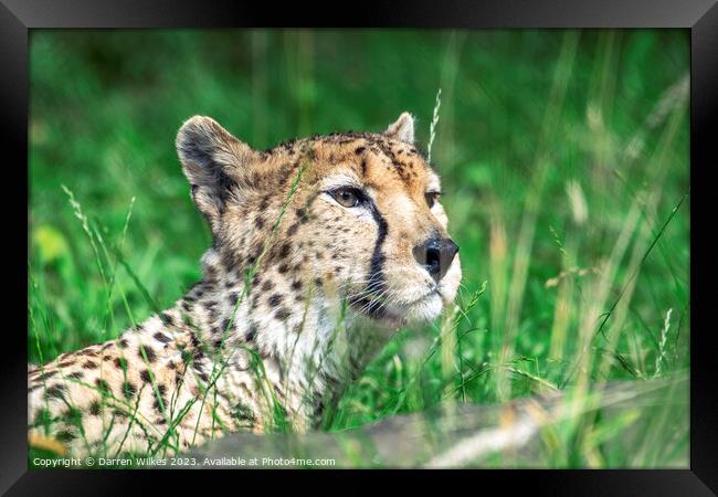 Whispers of the Huntress: A Cheetah in the Long Gr Framed Print by Darren Wilkes