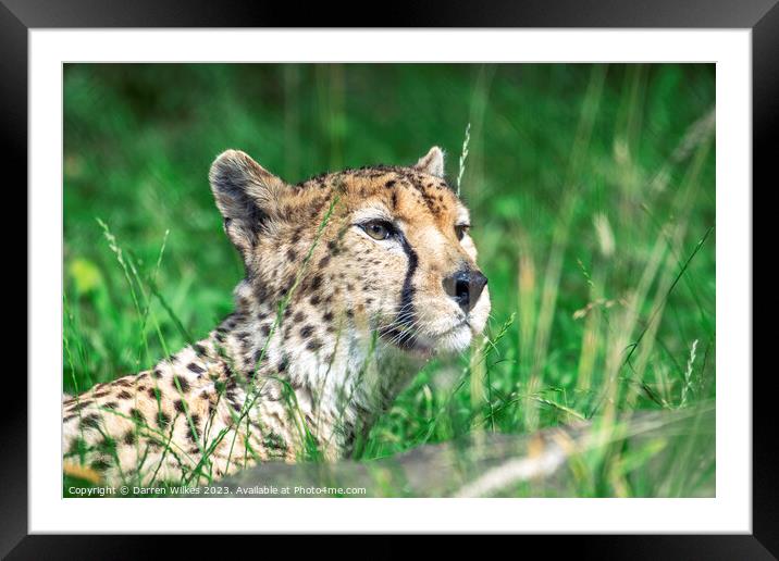 Whispers of the Huntress: A Cheetah in the Long Gr Framed Mounted Print by Darren Wilkes