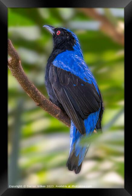 Asian fairy-bluebird - Irena puella Framed Print by Darren Wilkes
