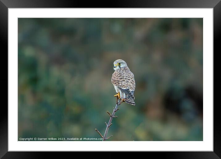 A Beautiful Female Kestrel Framed Mounted Print by Darren Wilkes