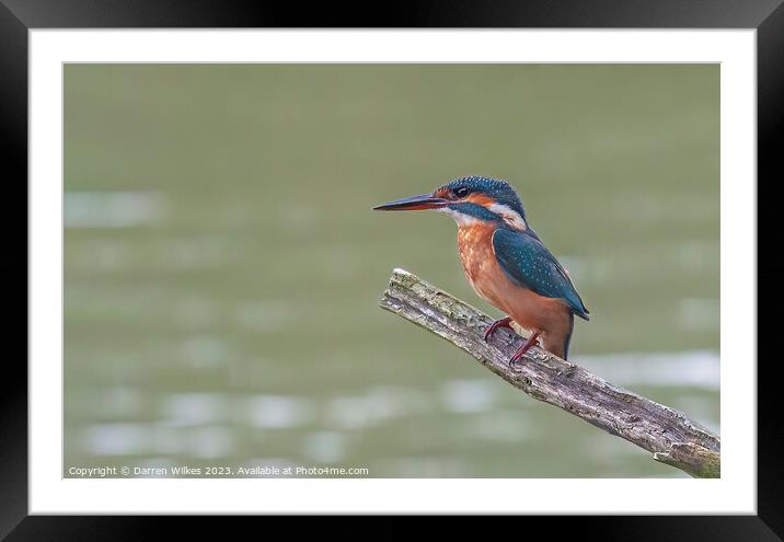 A Beautiful Female Kingfisher Framed Mounted Print by Darren Wilkes