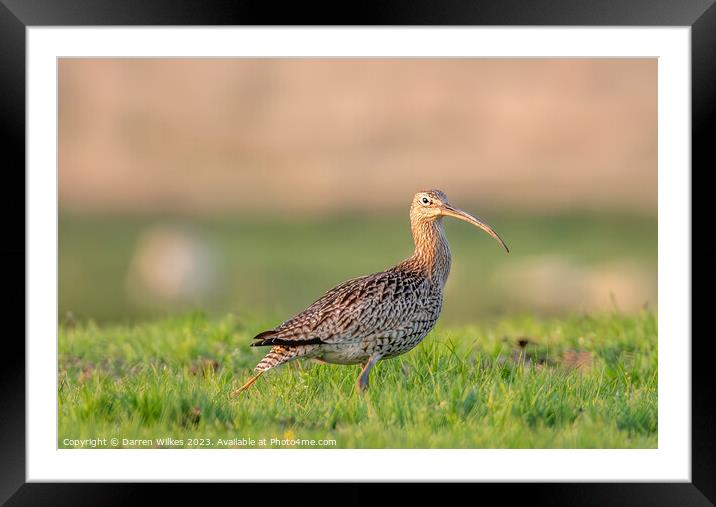 Curlew In The Last Light  Framed Mounted Print by Darren Wilkes