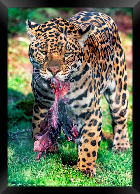 South American Jaguar - After The Hunt Framed Print by Darren Wilkes
