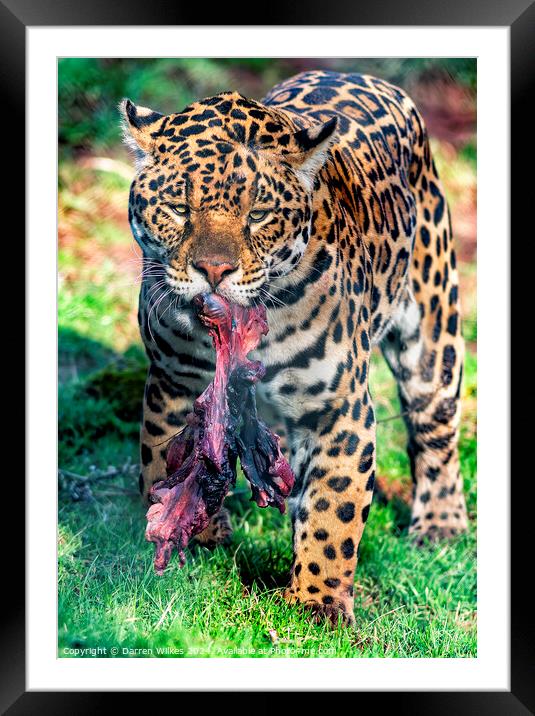 South American Jaguar - After The Hunt Framed Mounted Print by Darren Wilkes