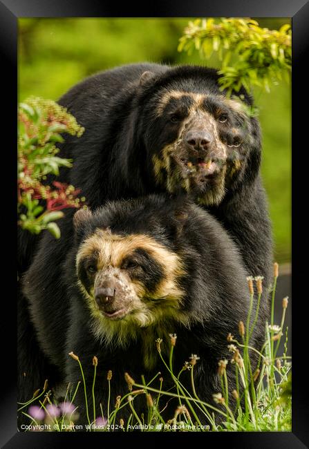 Spectacle Bears Male and Female Framed Print by Darren Wilkes