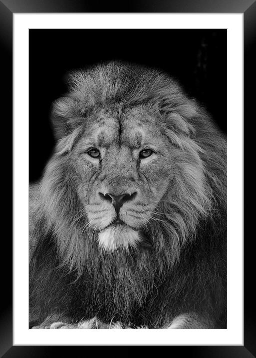  Monarch of the Jungle Framed Mounted Print by Darren Wilkes