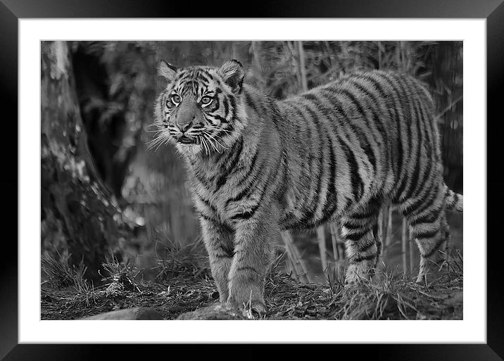 Amur Tiger Cub Framed Mounted Print by Darren Wilkes