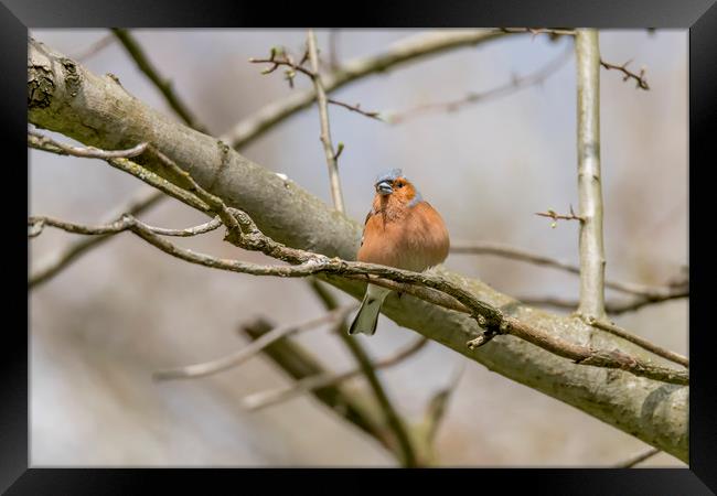 The chaffinch  Framed Print by Darren Wilkes
