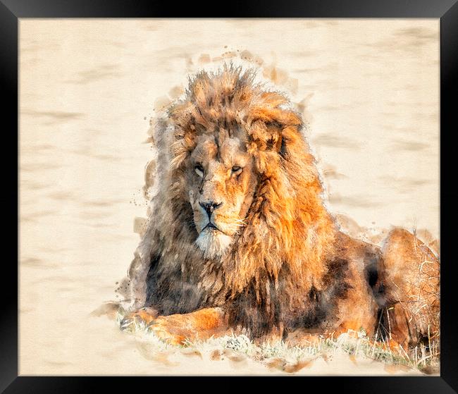 African Lion Watercolour Framed Print by Darren Wilkes
