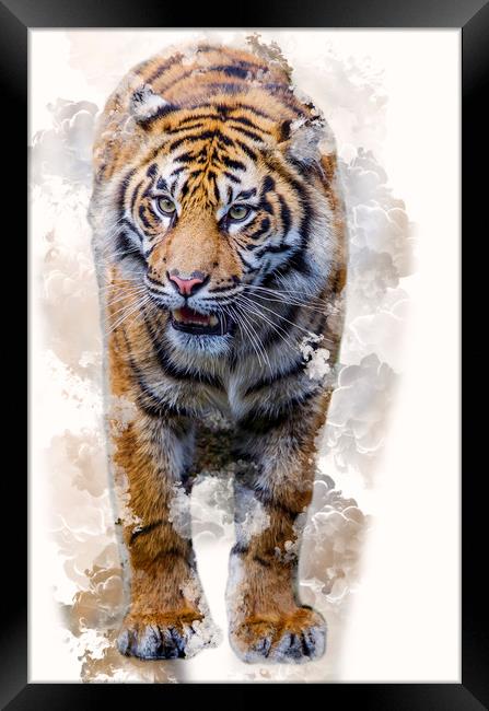 Smoking Tiger Framed Print by Darren Wilkes