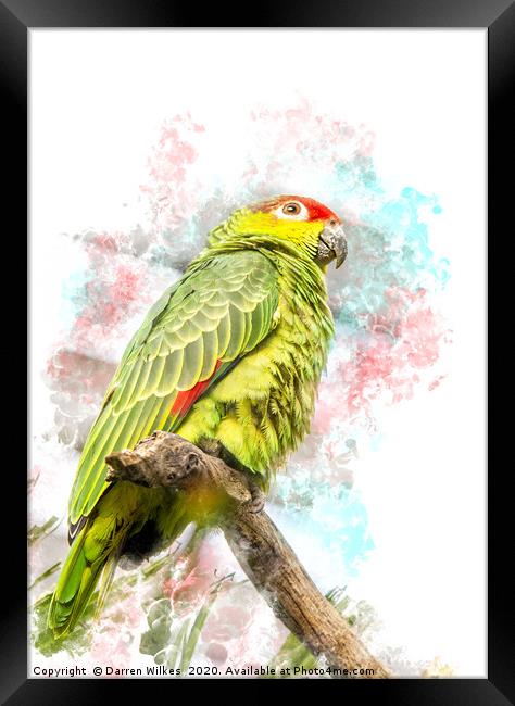 Amazon Parrot Framed Print by Darren Wilkes