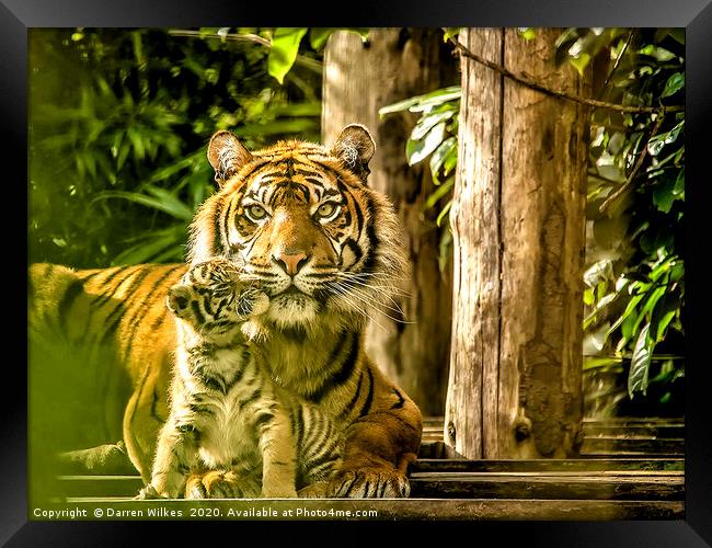 Sumatran Tiger Mother And Cub  Framed Print by Darren Wilkes