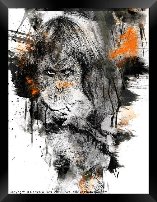 Orangutan Art Framed Print by Darren Wilkes