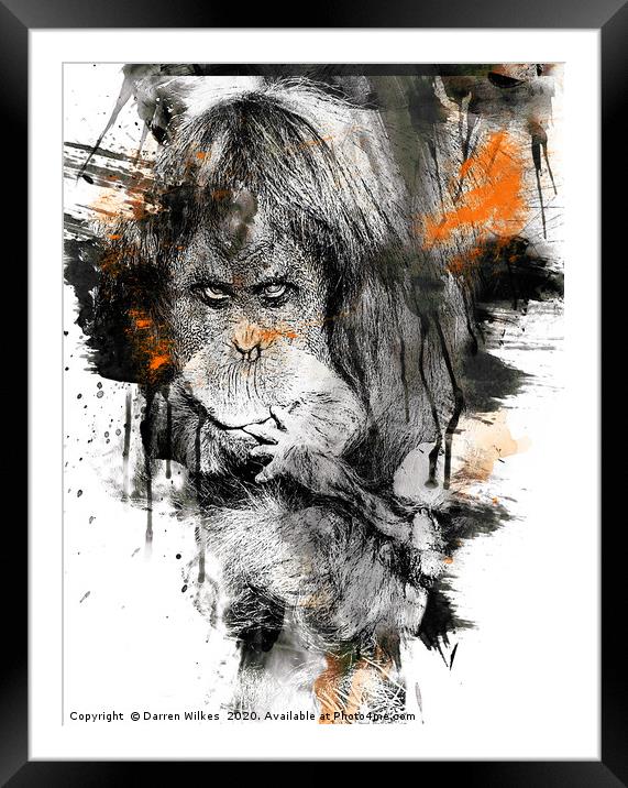 Orangutan Art Framed Mounted Print by Darren Wilkes