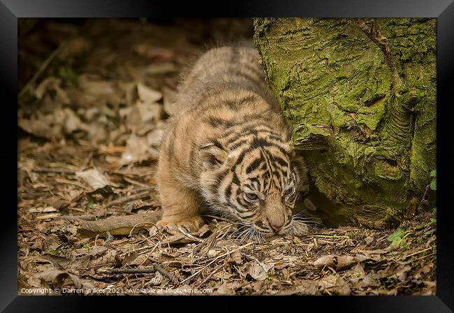 Tiger Cub Framed Print by Darren Wilkes
