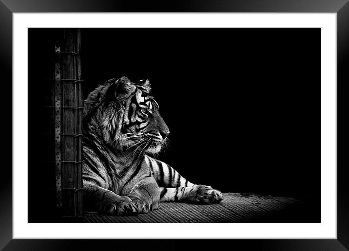 Majestic Tiger Framed Mounted Print by Matthew Dartford