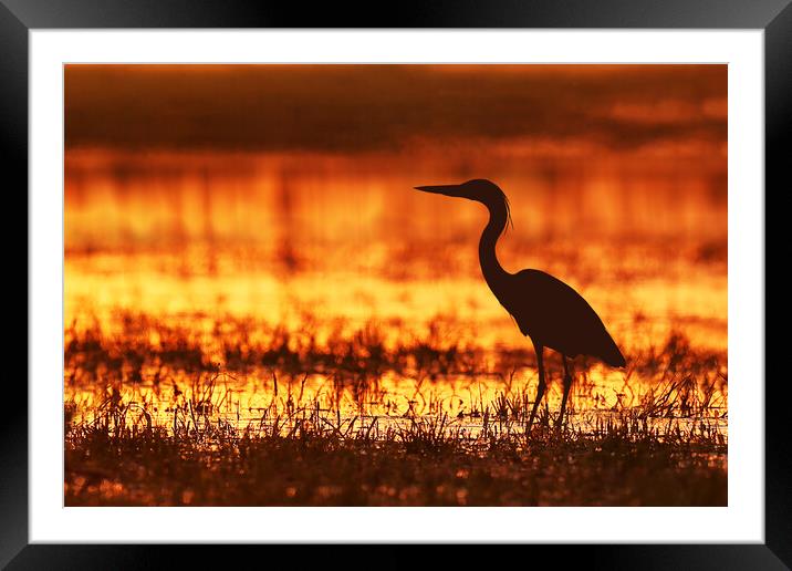 A bird standing next to a body of water Framed Mounted Print by Guido Parmiggiani