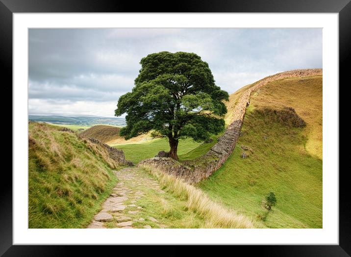 The famous sycamore gap at Hadrians wall Framed Mounted Print by Guido Parmiggiani