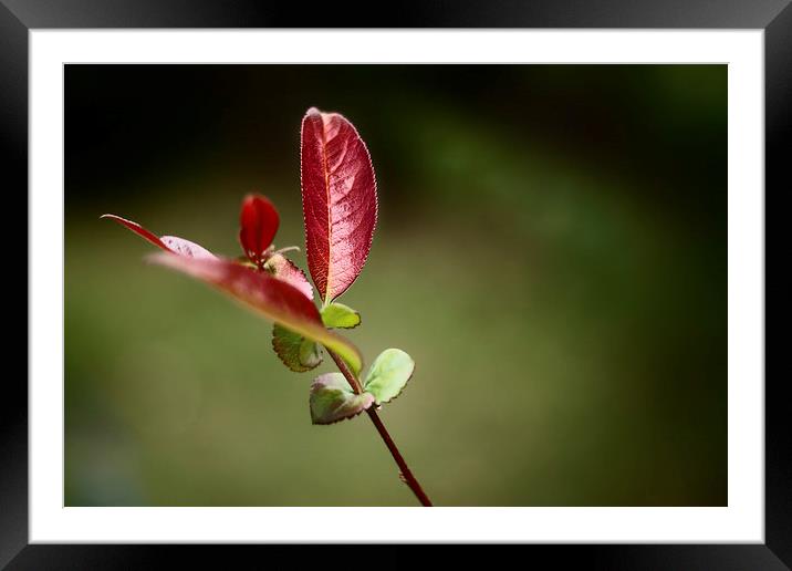 Red leaves Framed Mounted Print by Guido Parmiggiani