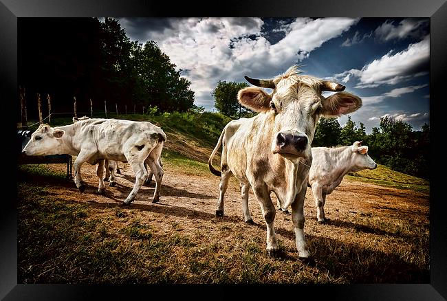 Cows Framed Print by Guido Parmiggiani