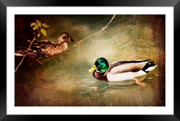 Ducks Framed Mounted Print by Guido Parmiggiani