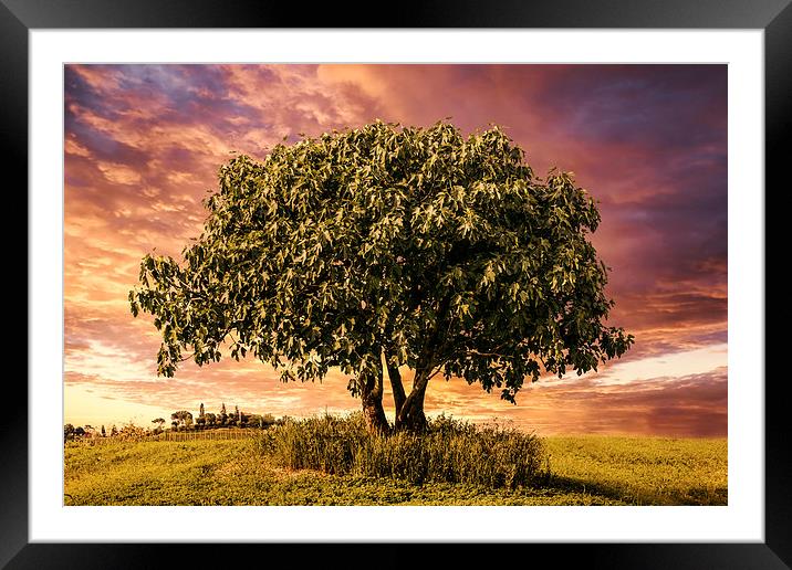 Evening Repose beneath the Fig Tree Framed Mounted Print by Guido Parmiggiani