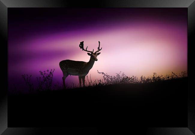 Silhouette of a young deer in the forest at sunset Framed Print by Guido Parmiggiani