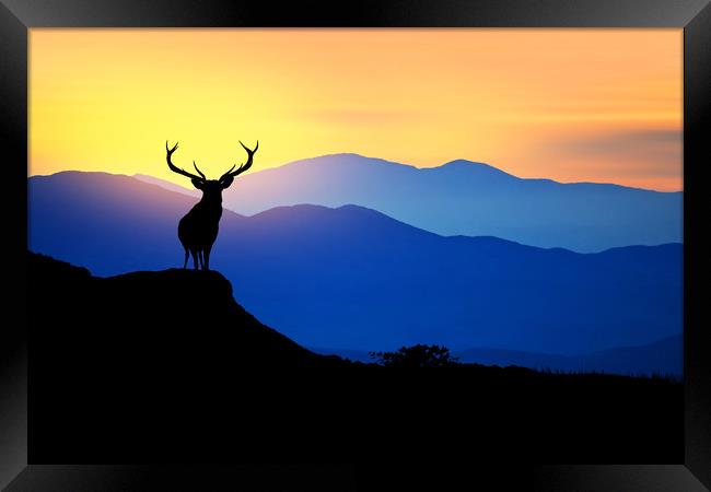 deer at sunset  Framed Print by Guido Parmiggiani