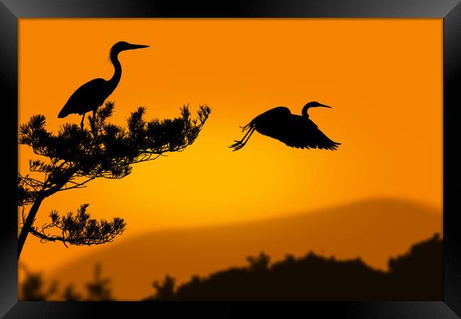 herons at sunset Framed Print by Guido Parmiggiani