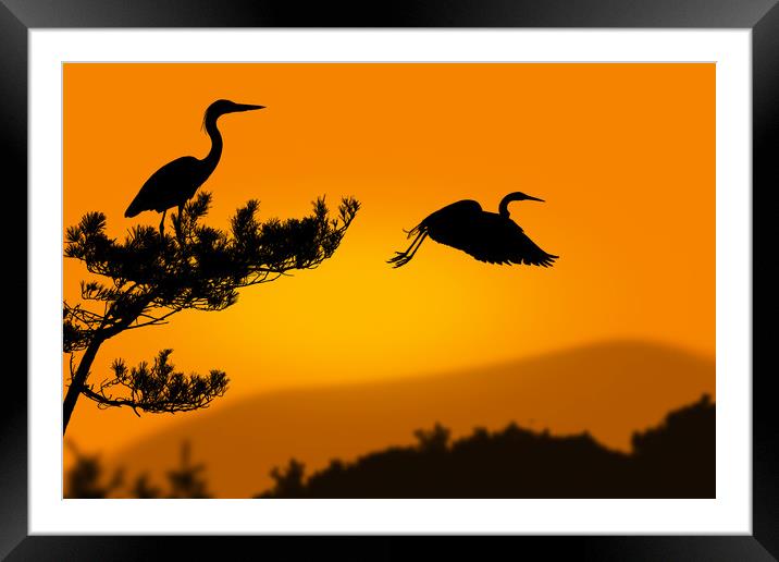 herons at sunset Framed Mounted Print by Guido Parmiggiani