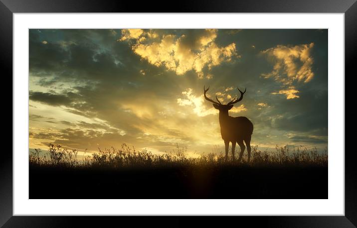 deer at sunset Framed Mounted Print by Guido Parmiggiani