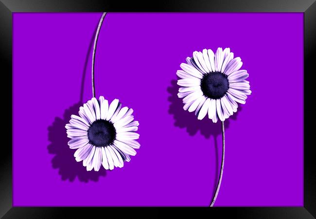 Plant flower, purple composition Framed Print by Guido Parmiggiani