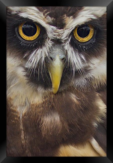 Owls Face Framed Print by Nicola Topping