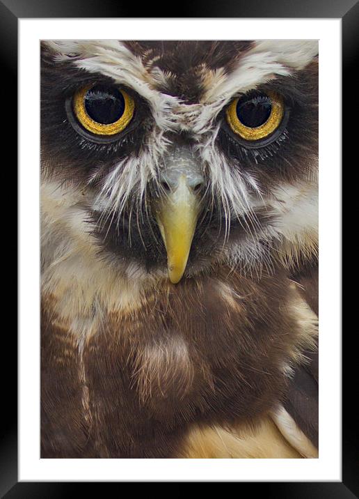Owls Face Framed Mounted Print by Nicola Topping
