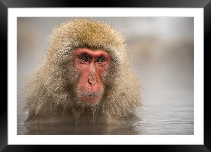Japanese Macaque in Onsen Framed Mounted Print by Keith Naylor