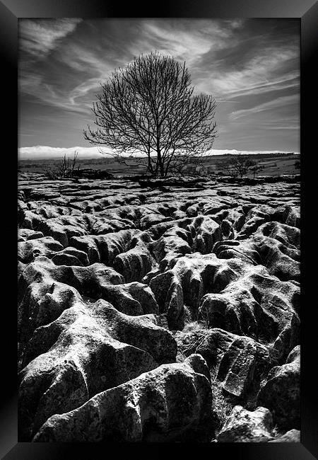  Malham Tree Black and White Framed Print by ZI Photography