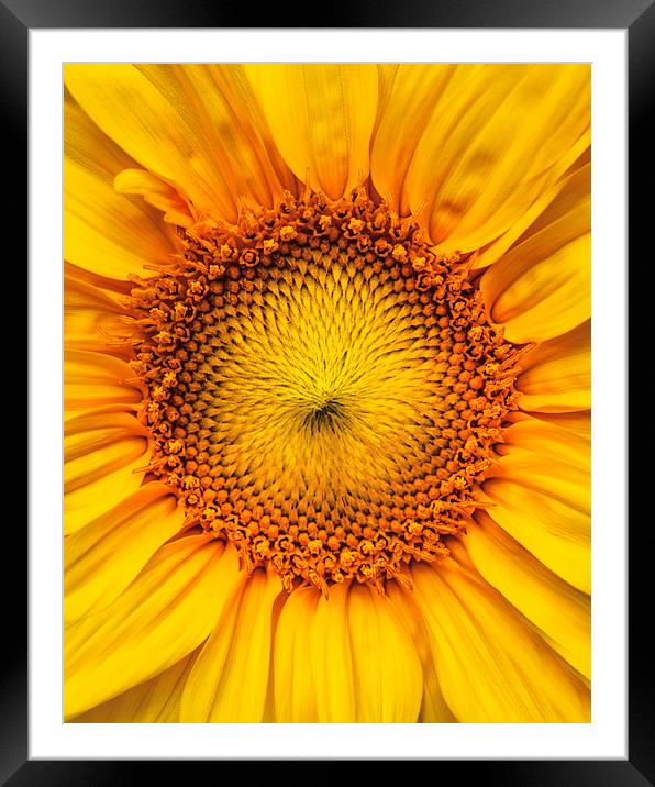 Sunflower Framed Mounted Print by ZI Photography