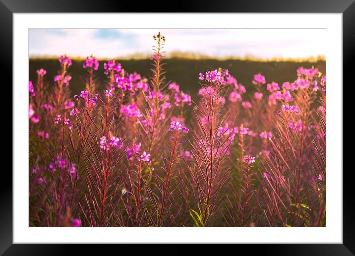  Wild Flowers Framed Mounted Print by ZI Photography
