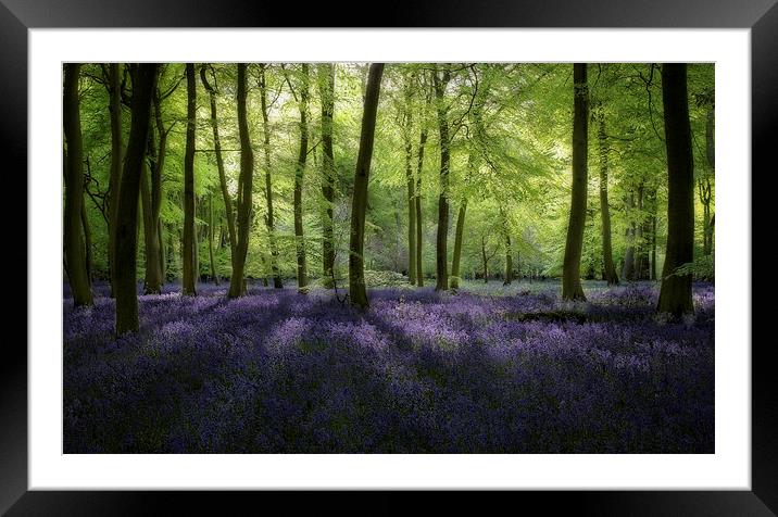 Spring Bluebell Woods Framed Mounted Print by Ceri Jones