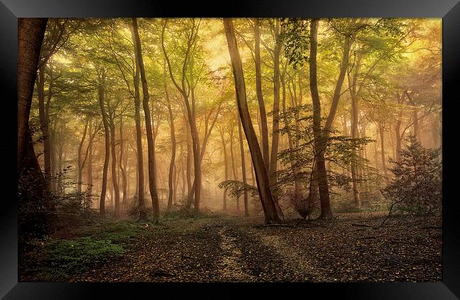 Autumn Morning Woods Framed Print by Ceri Jones