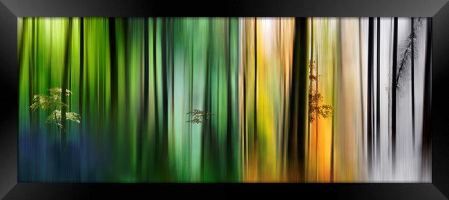 Colours of the Forest Framed Print by Ceri Jones