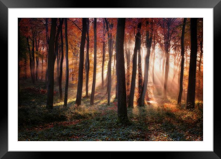Autumn Morning Woodland Light Framed Mounted Print by Ceri Jones