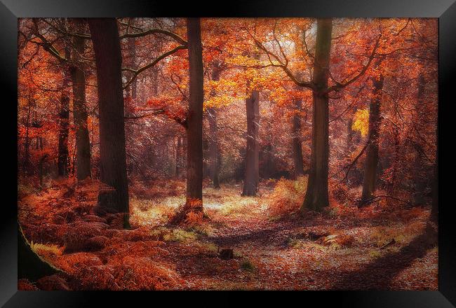 Autumn Colours Framed Print by Ceri Jones