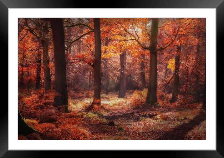 Autumn Colours Framed Mounted Print by Ceri Jones