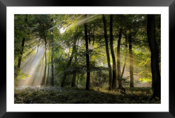 Sun in the Canopy Framed Mounted Print by Ceri Jones