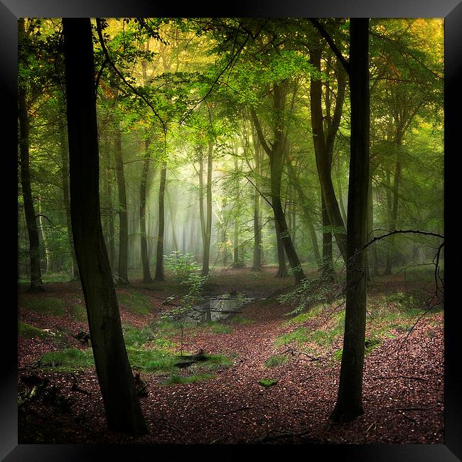 Magical Woods Framed Print by Ceri Jones