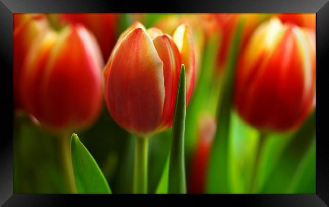 Tulips in a Row Framed Print by Ceri Jones