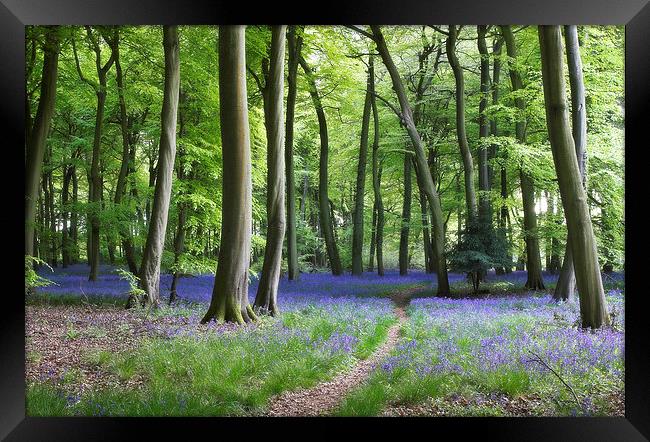 Bluebell Path Framed Print by Ceri Jones