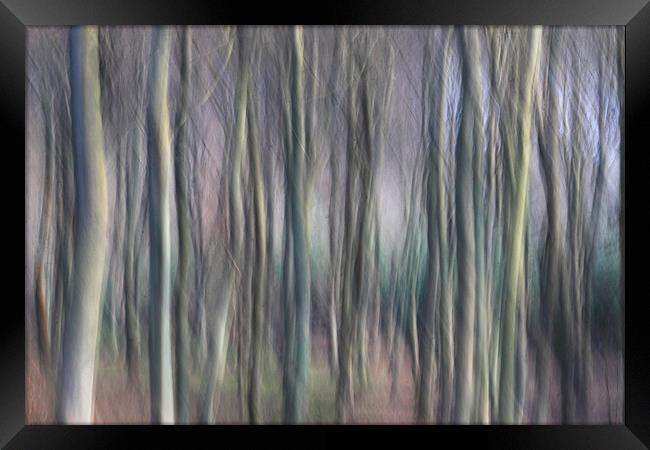Colour of the Winter Woods Framed Print by Ceri Jones